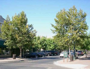 downtown turlock protected by crazylegs pest control