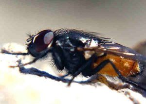 flies in boynton beach