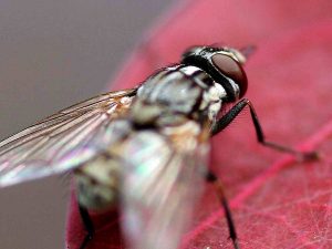 housefly in home in davie