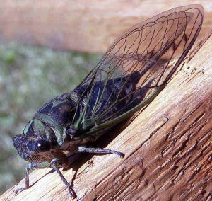 flies in deerfield beach