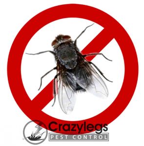 prevent bugs in kissimmee with crazylegs pest control