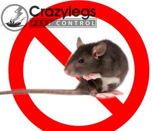 prevent bugs in port orange with crazylegs pest control