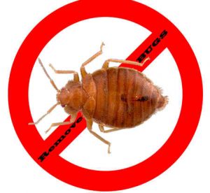 prevent bugs in port st lucie with crazylegs pest control