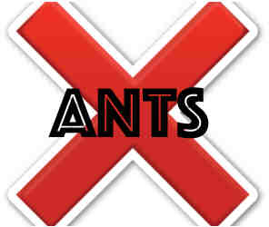 remove ants in milwaukee wi with crazylegs pest control