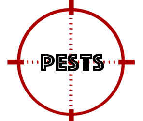 prevent pests in minneapolis mn with crazylegs pest control