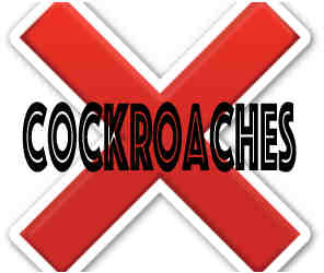 crazylegs pest control removes cockroaches in peoria il