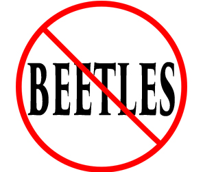 protect your home from beetles in abington with crazylegs pest control