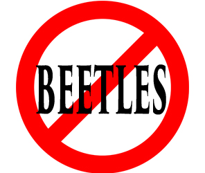 protect your home from beetles in bensalem with crazylegs pest control