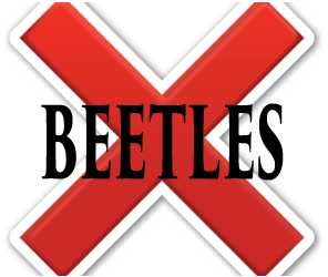 protect your home from beetles in bristol with crazylegs pest control