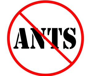 prevent ants in canton oh with crazylegs pest control