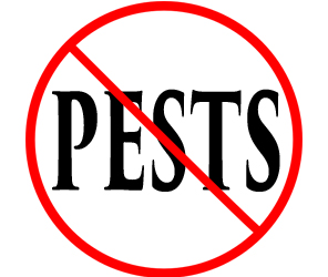 protect your home in indianapolis in from pests with crazylegs pest control