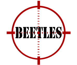 protect your home in louisville in from beetles with crazylegs pest control