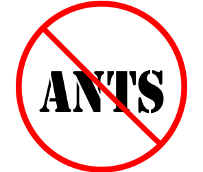 prevent ants in novi with crazylegs pest control