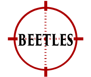 protect your home from beetles in philadelphia with crazylegs pest control