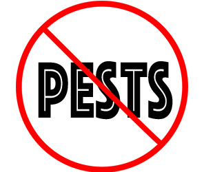 protect your home from pests with crazylegs pest control protect your home from pests with crazylegs pest control