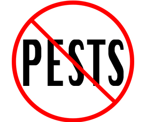 prevent pests in trenton with crazylegs pest control