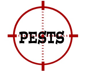 prevent insects in chesapeake with crazylegs pest control